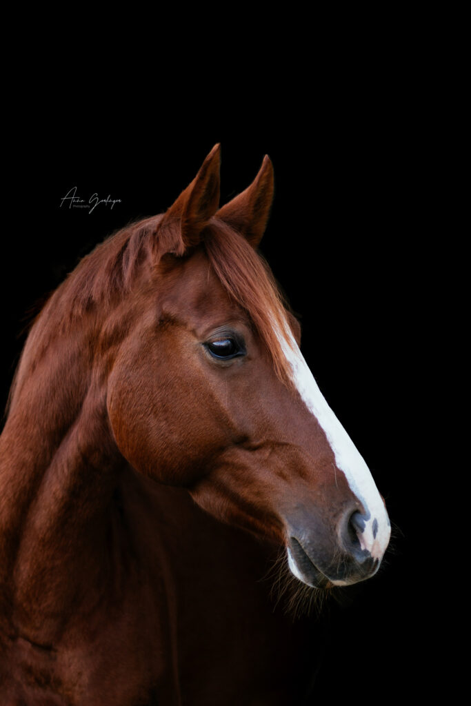 portfolio38
